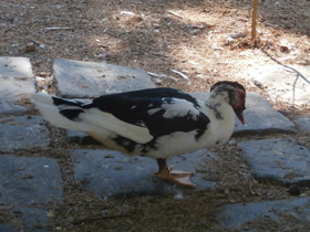 Фото Мускусная утка