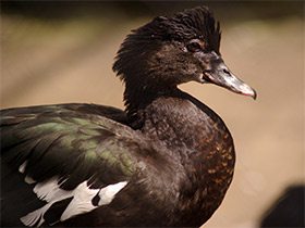 Фото Мускусная утка