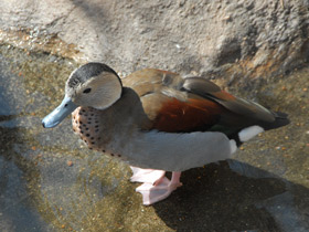 Фото Кольчатый чирок