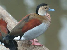 Кольчатый чирок