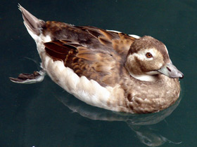 Фото Морянка