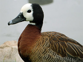 Фото Белолицая свистящая утка