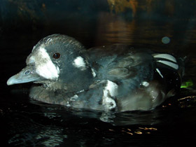 Фото Каменушка