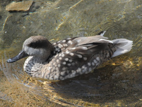 Смотреть фото Мраморный чирок Фото Мраморный чирок