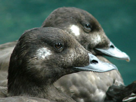 Смотреть фото Турпан Фото Турпан