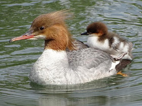 Большой крохаль