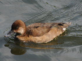 Фото Красноносый нырок