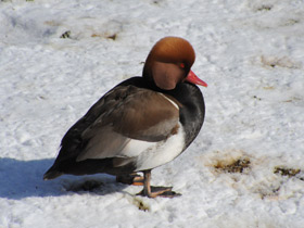 Фото Красноносый нырок