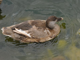 Фото Красноносый нырок