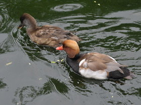 Фото Красноносый нырок