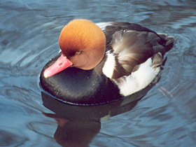 Красноносый нырок