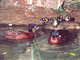 Фото Утка Хартлауба