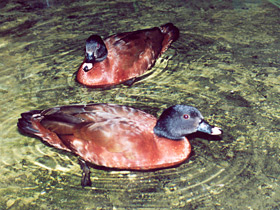 Фото Утка Хартлауба