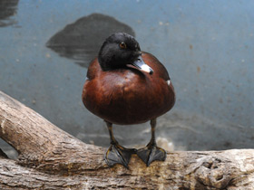 Фото Утка Хартлауба