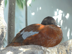 Фото Утка Хартлауба