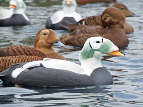 Фото Очковая гага