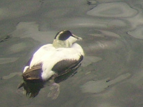 Фото Обыкновенная гага