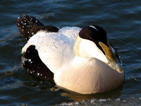 Фото Обыкновенная гага