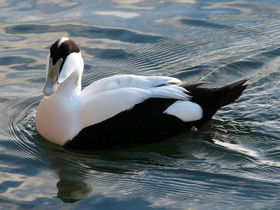 Фото Обыкновенная гага