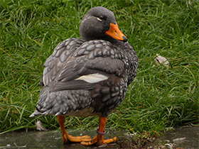 Фото Магелланова утка-пароход