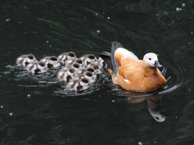 Обыкновенный огарь