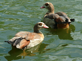 Фото Нильский гусь