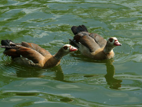 Фото Нильский гусь