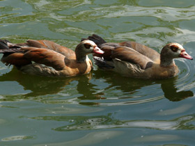 Фото Нильский гусь