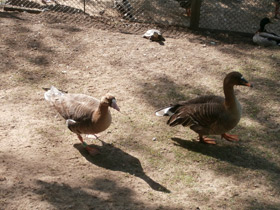 Фото Белолобый гусь