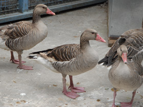 Смотреть фото Серый гусь Фото Серый гусь