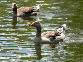 Смотреть фото Серый гусь Фото Серый гусь