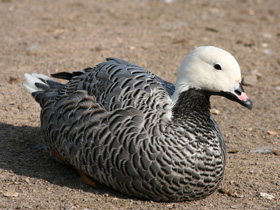 Фото Белошей