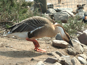 Фото Сухонос