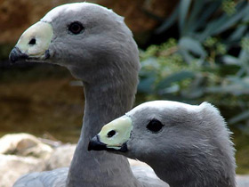 Смотреть фото Куриный гусь Фото Куриный гусь