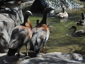 Фото Сероголовый маггеланов гусь