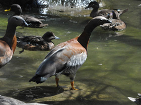 Фото Сероголовый маггеланов гусь