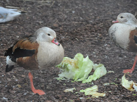 Смотреть фото Гривистый гусь Фото Гривистый гусь