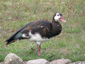 Фото Шпорцевый гусь