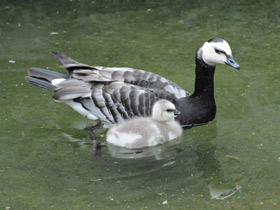 Фото Белощекая казарка