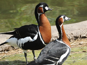 Фото Краснозобая казарка