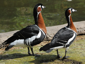 Смотреть фото Краснозобая казарка Фото Краснозобая казарка