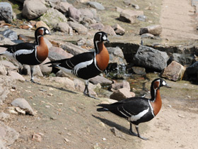 Смотреть фото Краснозобая казарка Фото Краснозобая казарка