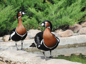 Смотреть фото Краснозобая казарка Фото Краснозобая казарка