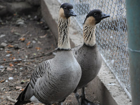 Фото Гавайская казарка