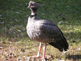 Фото Хохлатая паламедея