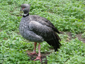 Фото Хохлатая паламедея