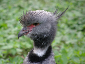 Фото Хохлатая паламедея