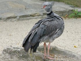 Фото Хохлатая паламедея