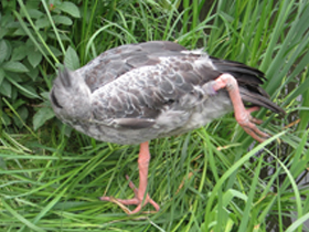 Фото Хохлатая паламедея