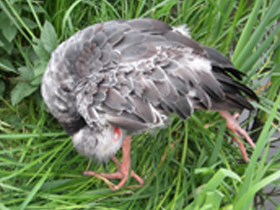 Фото Хохлатая паламедея